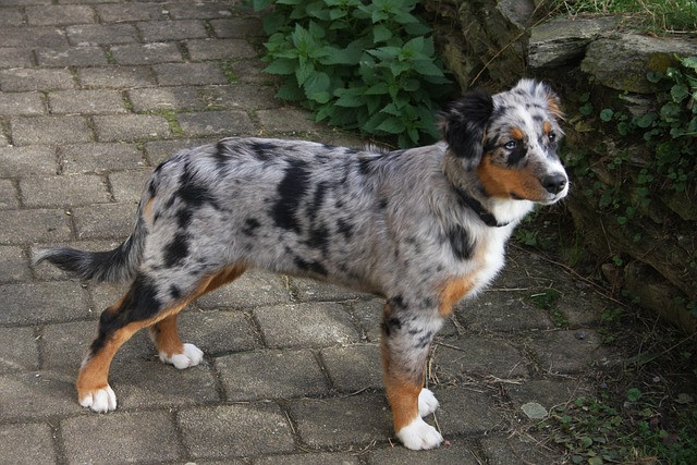AS Blue Merle w/c