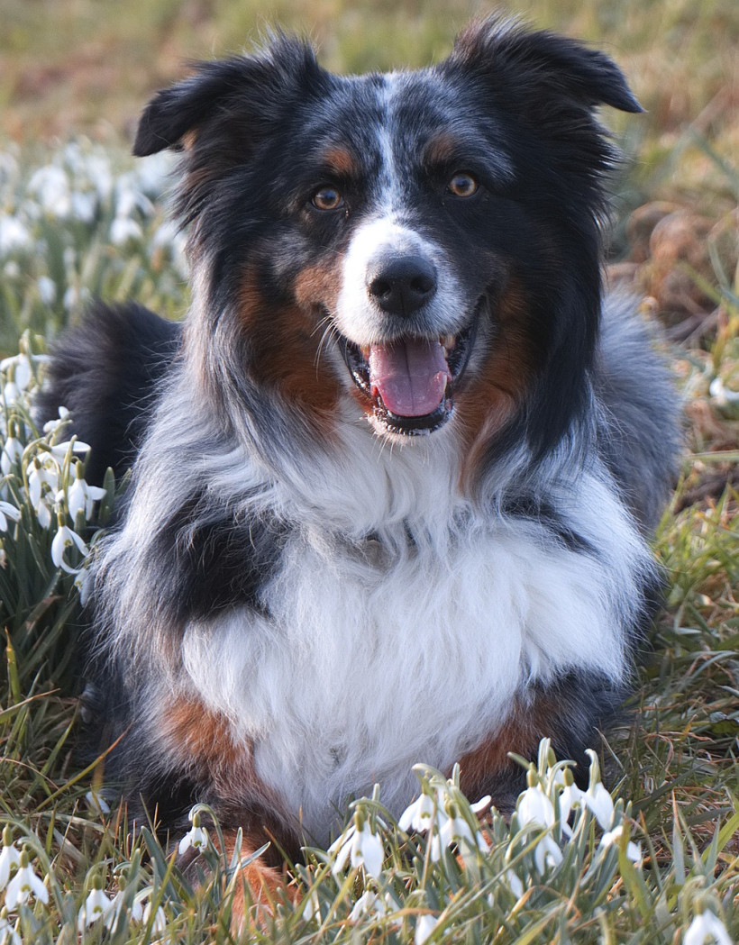 Aussie schwarzer Kopf