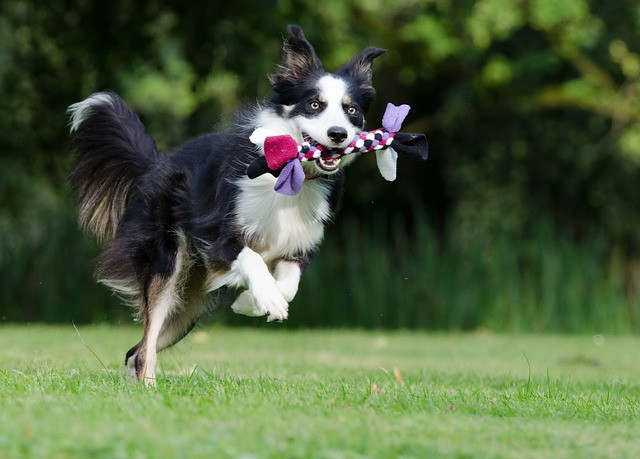 Border Collie spielt