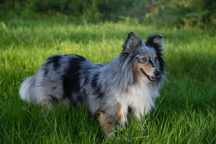 Shetland Sheepdog auf Wiese